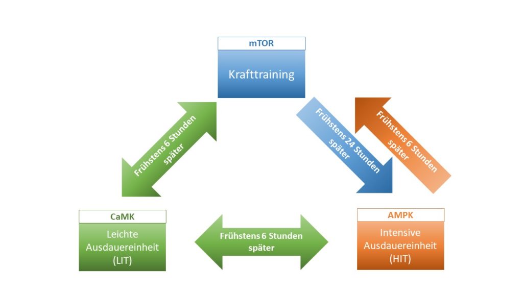 Kraft- und Ausdauer kombinieren; Grafik